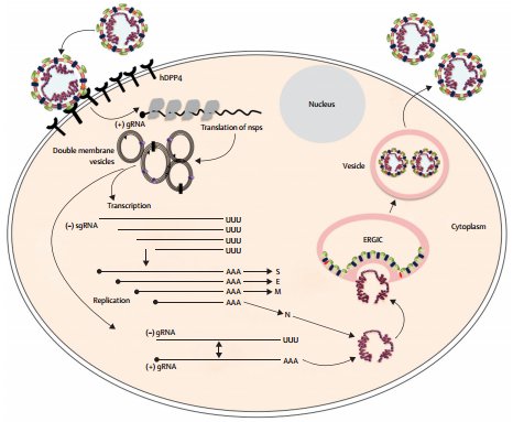 메르스 바이러스는 숙주 세포의 DPP4 단백질에 결합해 침투한다. 사진 출처 : Zumla et al. 2015