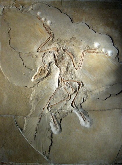 시조새(Archaeopteryx) 화석 사진 (출처 : 위키피디어)